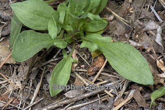 rumex acetosella 6 graphic